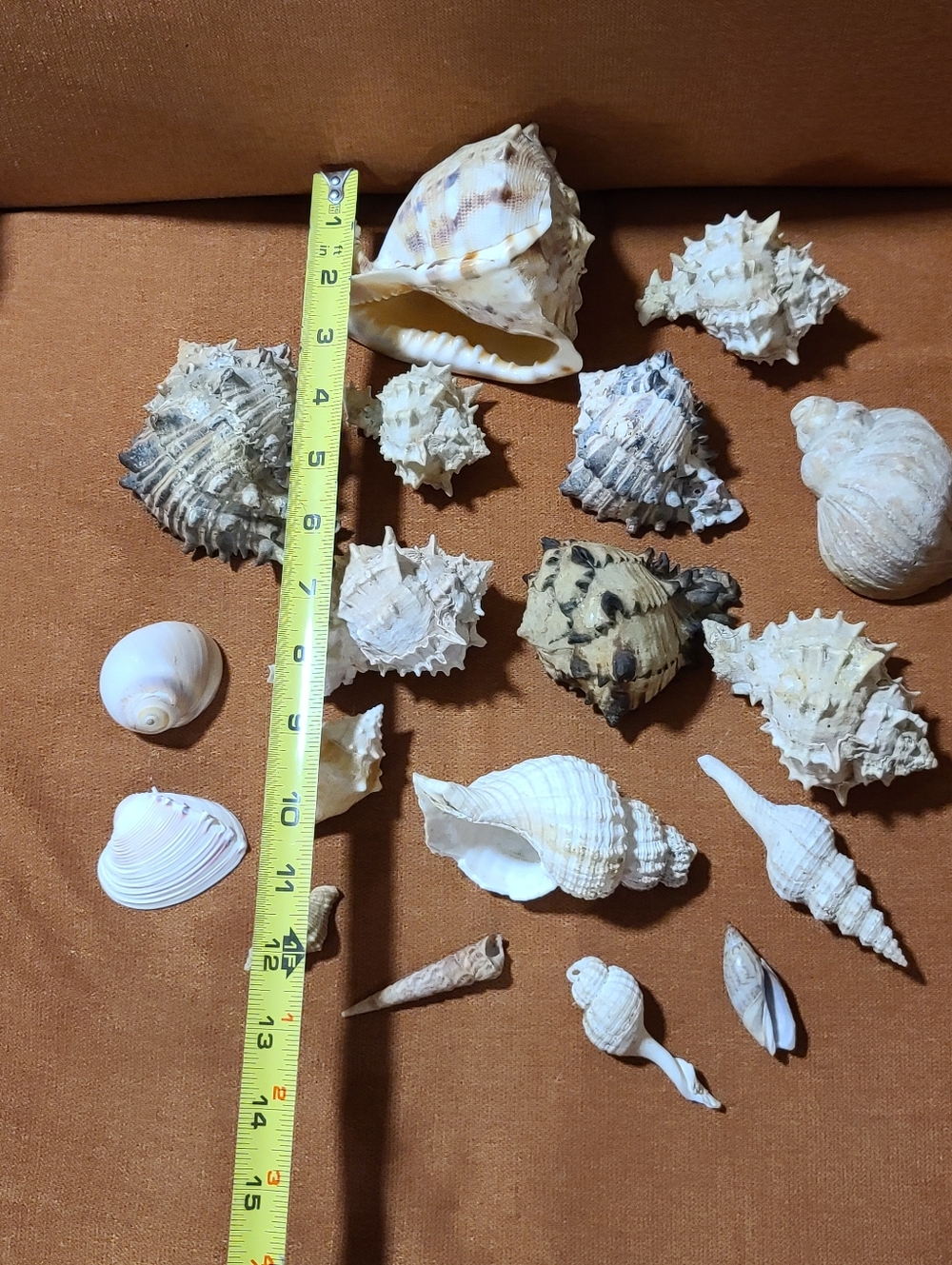 Mixed Natural Sea Shell Lot With Large Cassius Cornuta, Hexaplex Radix Murex - Picture 4 of 8